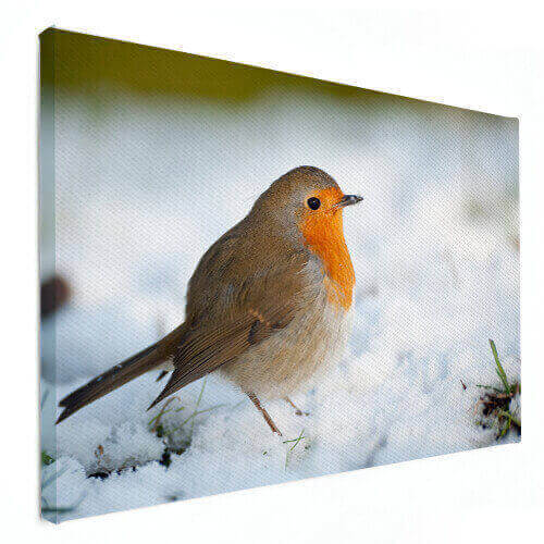 dierenfoto op canvas vogel