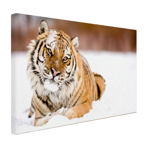 Amur tijger in de sneeuw
