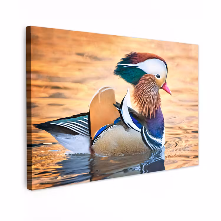 Buiten canvas - Close-up mandarijneend — 1