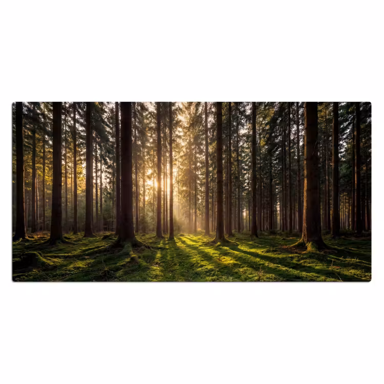 Bureau onderlegger - Bos - Gras - Zonlicht — 2