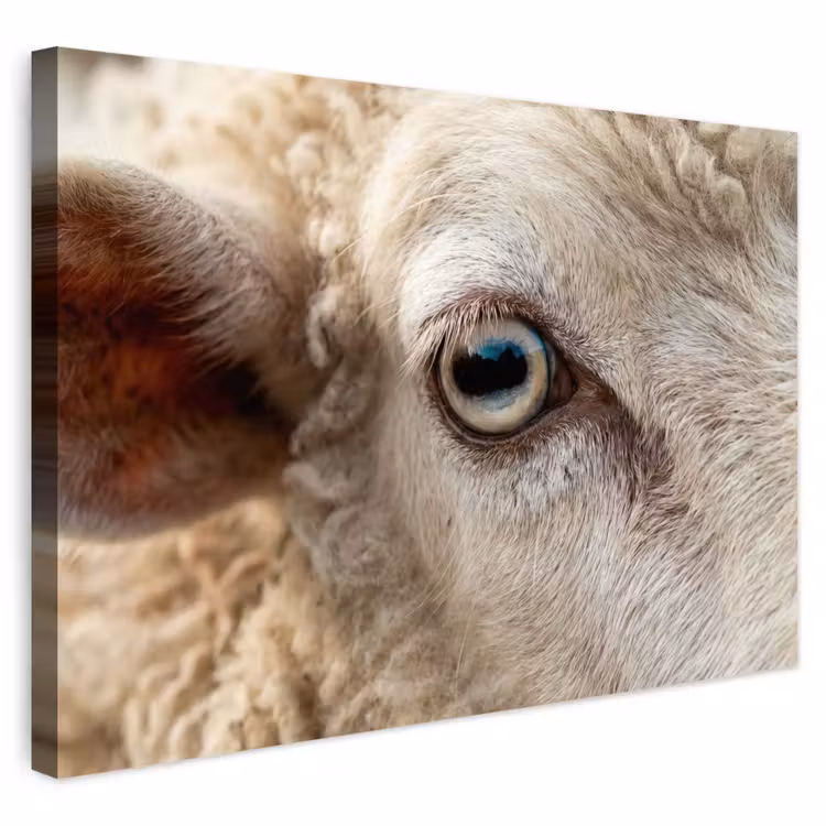 Buiten canvas - Schaap - Oog - Wit — 1