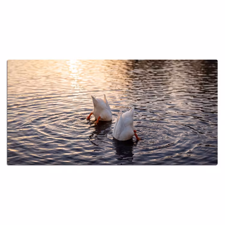 Bureau onderlegger - Eenden - Water - Natuur — 2