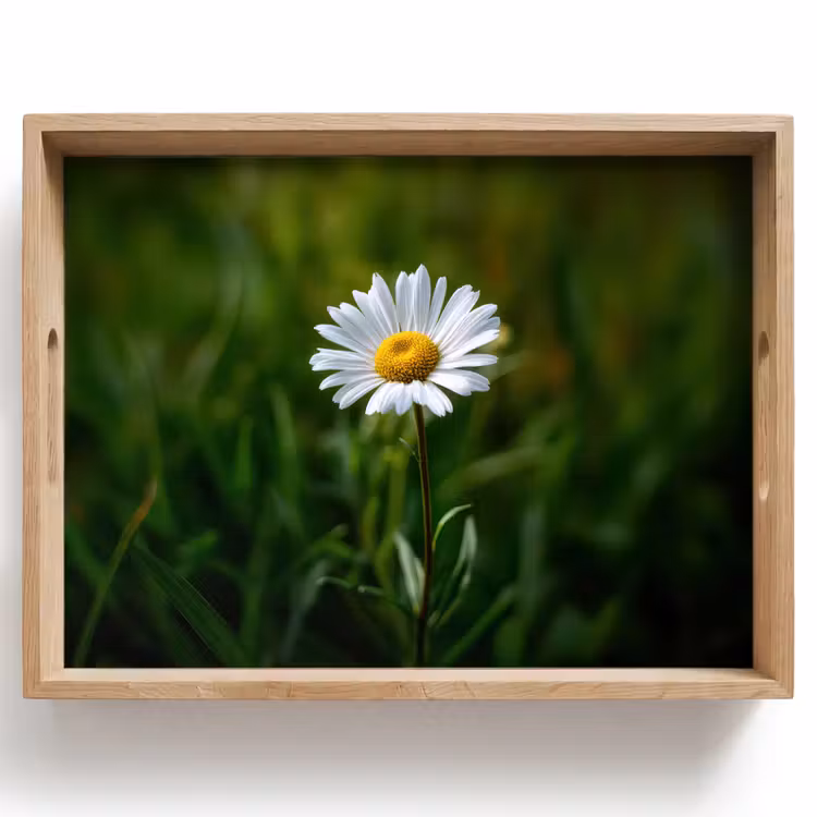 Dienblad - Wit - Madeliefje - Bloem - Gras — 1