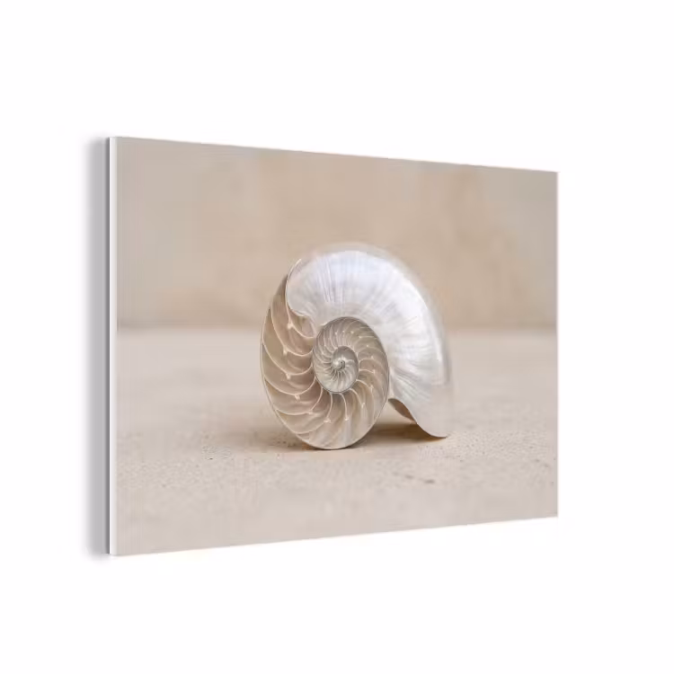 Forex - Schelp - Spiraal - Beige — 1