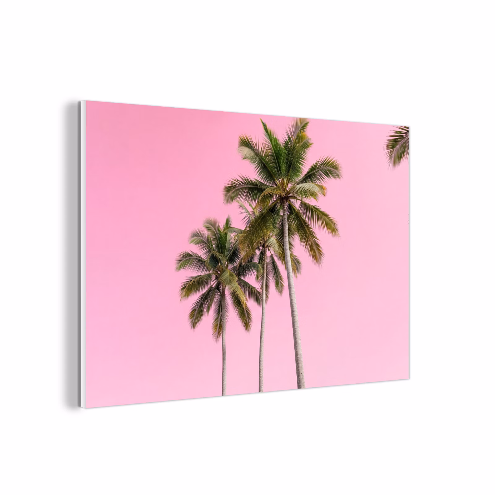 Forex - Palmboom - Tropisch - Pink — 1