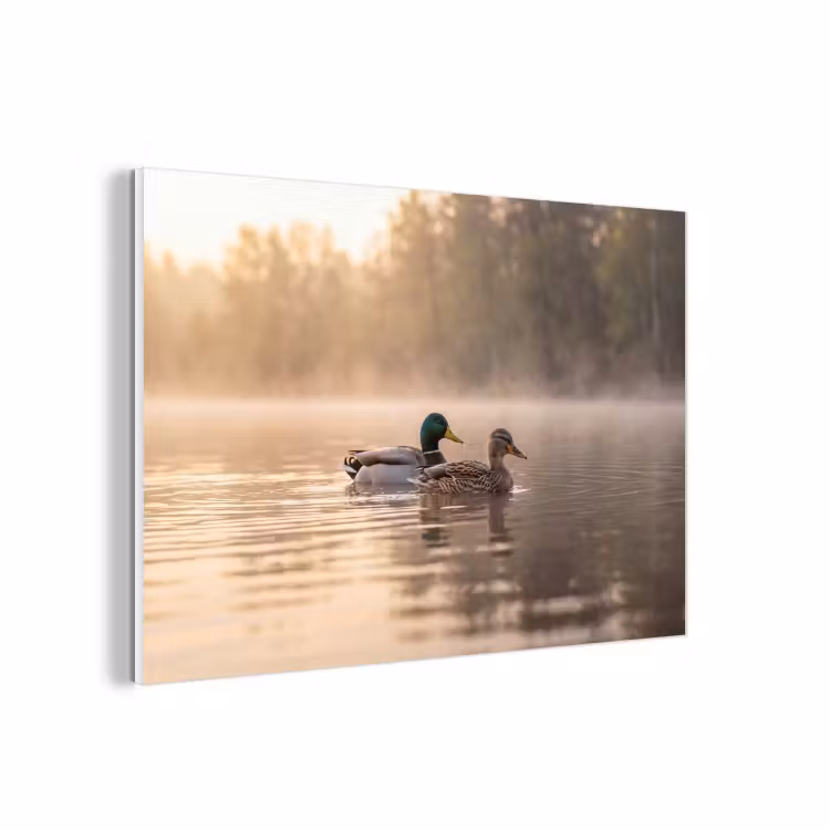 Forex - Eenden - Water - Mist - Natuur — 1