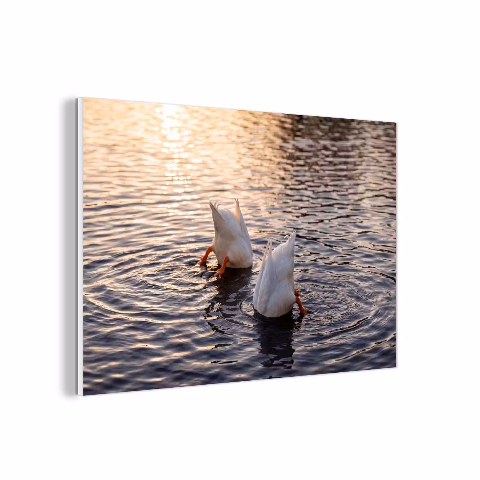Forex - Eenden - Water - Natuur — 1