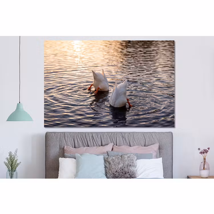 Forex - Eenden - Water - Natuur — 3