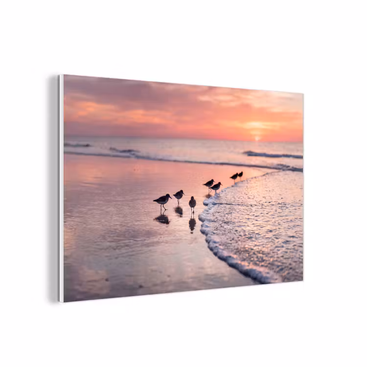 Forex - Meeuwen - Strand - Zee - Roze — 1