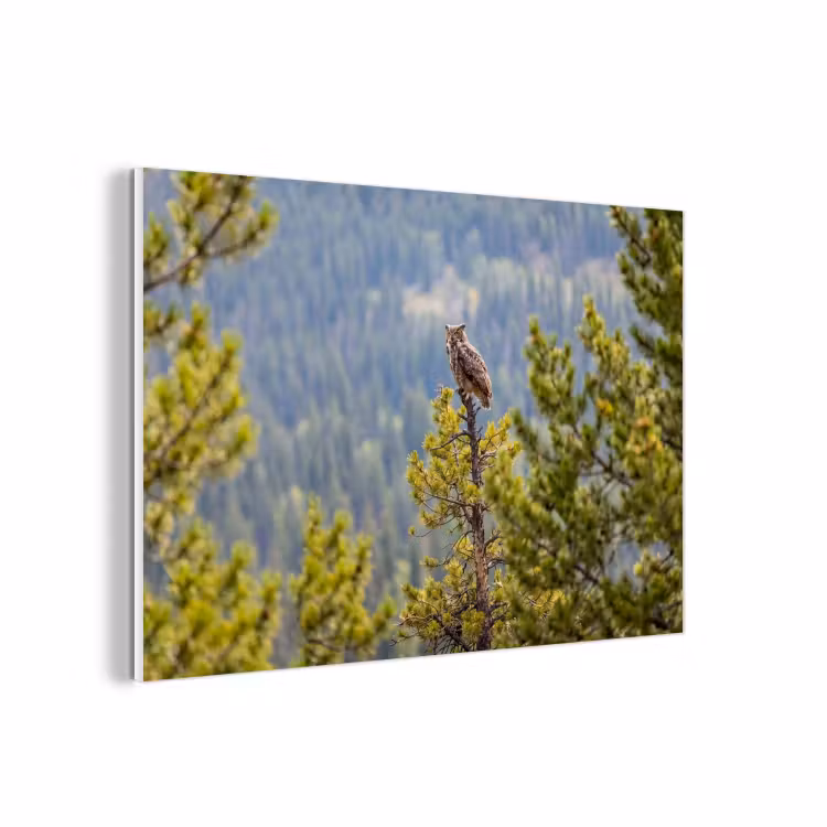 Forex - Uil - Oehoe - Bomen - Natuur — 1
