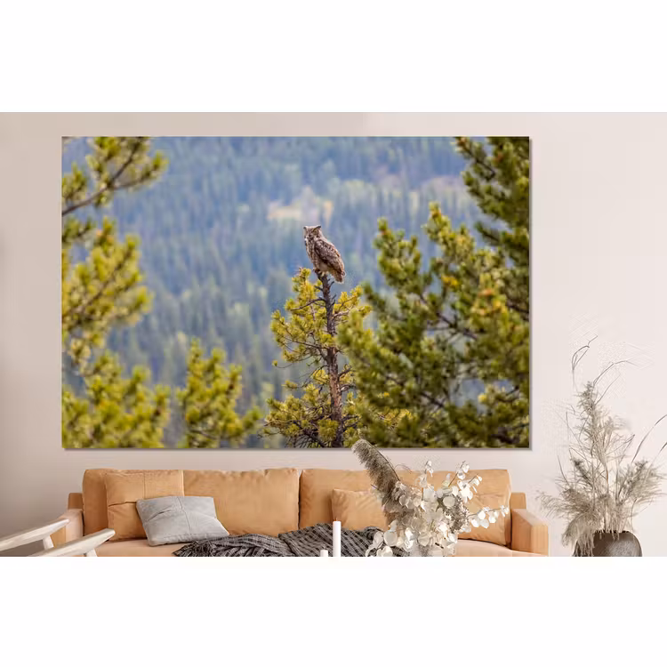 Forex - Uil - Oehoe - Bomen - Natuur — 2