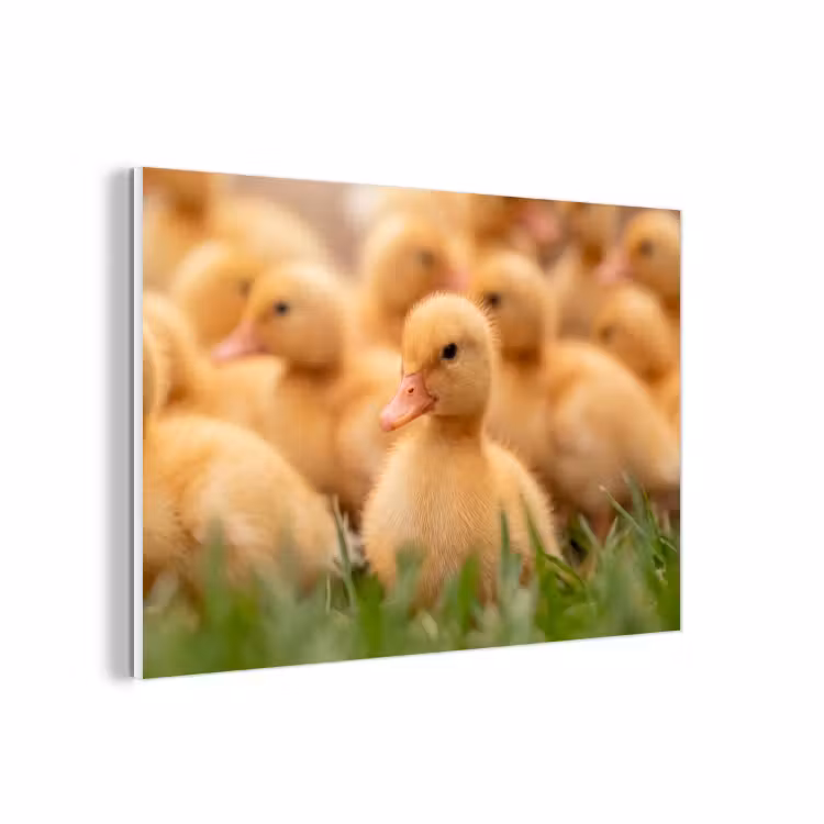 Forex - Pijltje - Eend - Natuur - Geel — 1