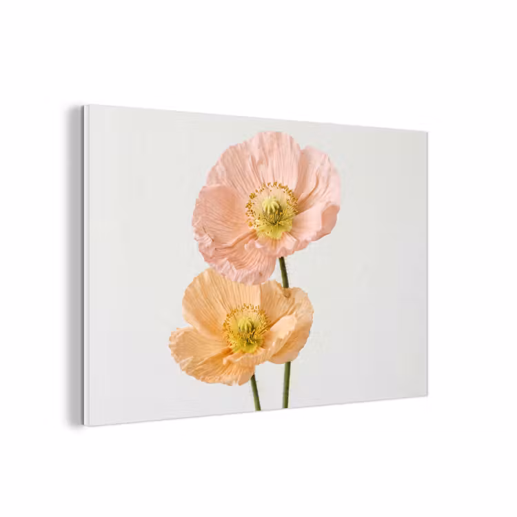 Forex - Papavers - Botanisch - Roze — 1