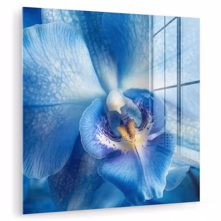 Glas schilderij - Blauw - Orchidee - Elegeant — 1