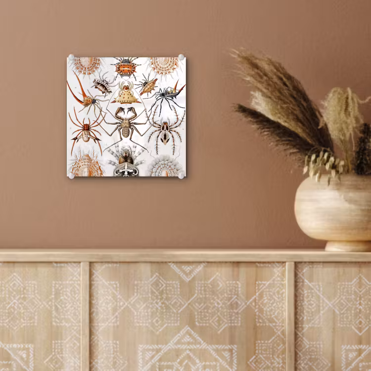 Glas schilderij - Retro - Spin - Ernst Haeckel - Spinnen — 5