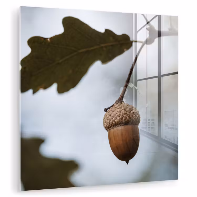 Glas schilderij - Eikel - Eikenblad - Bos - Herfst - Natuur — 1