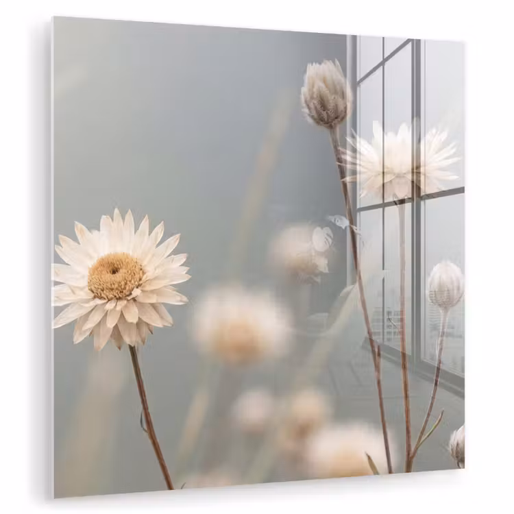 Glas schilderij - Strobloemen - Wit - Daglicht — 1