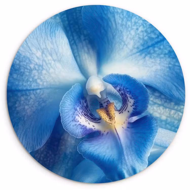 Muurcirkel - Blauw - Orchidee - Elegeant — 1