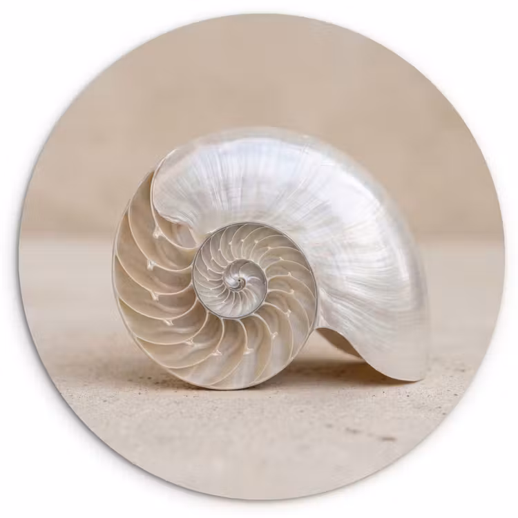 Muurcirkel - Schelp - Spiraal - Beige — 1