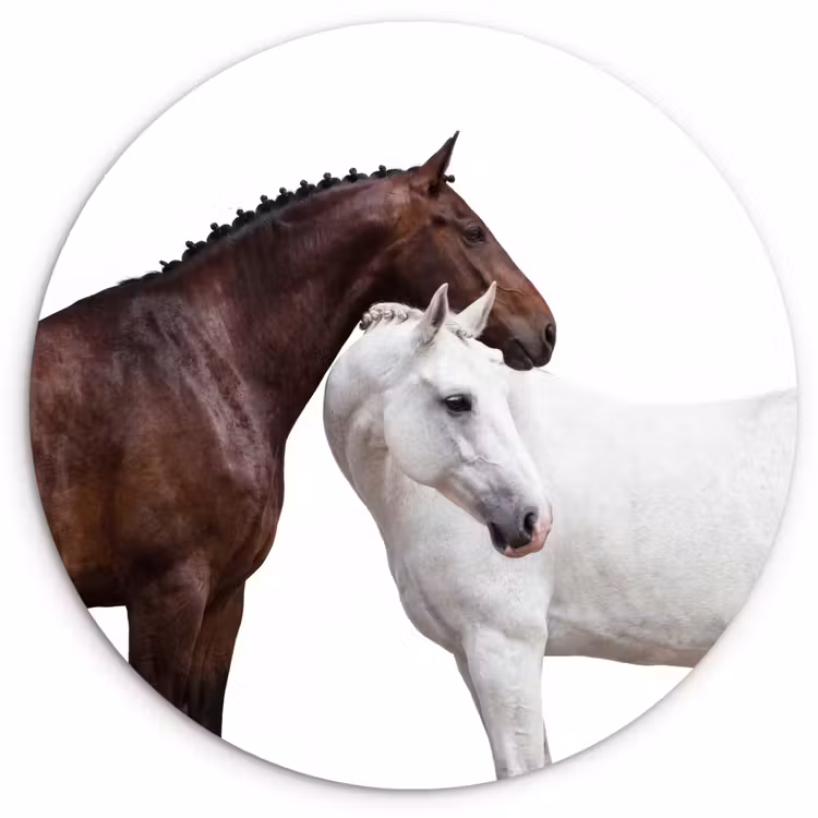 Muurcirkel - Paard - Modern - Balans — 1
