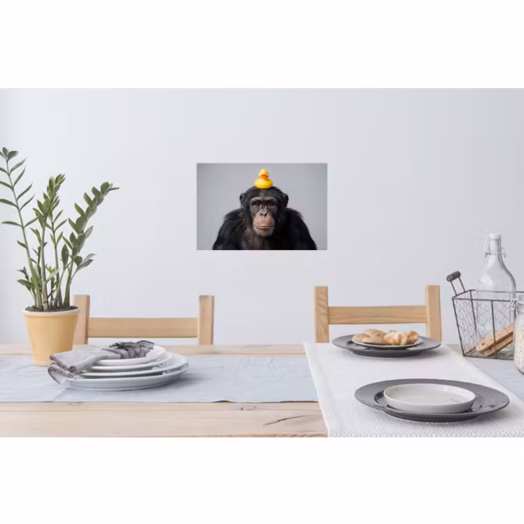 Muursticker - Chimpansee - Badeend - Grijs — 3