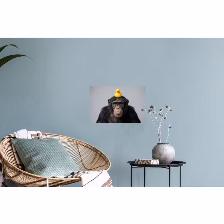 Muursticker - Chimpansee - Badeend - Grijs — 4