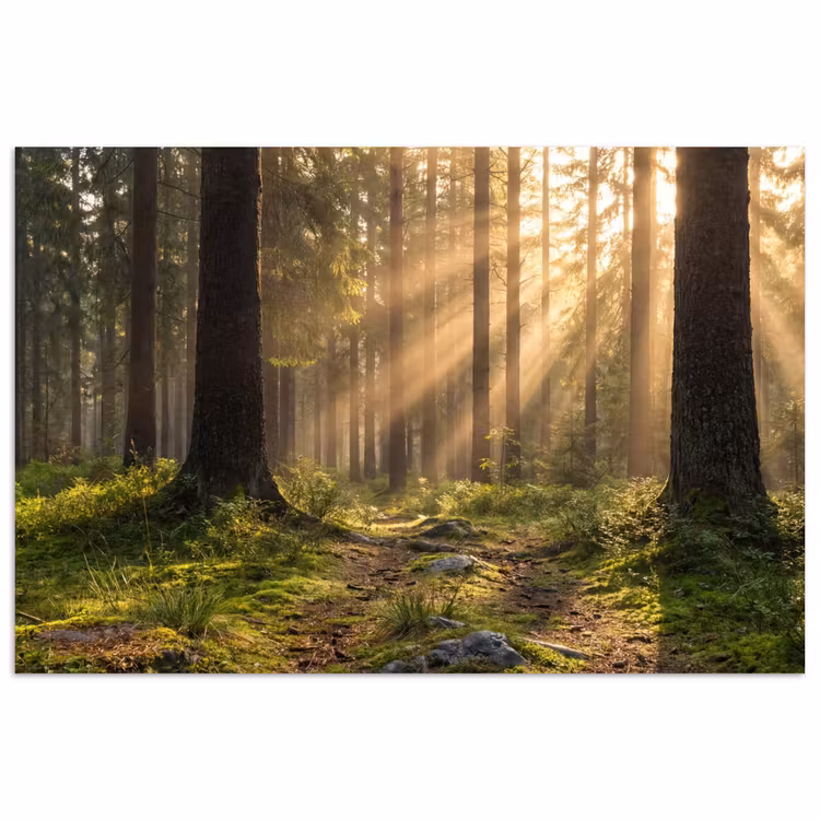 poster - Bos - Zonlicht - Gras — 1