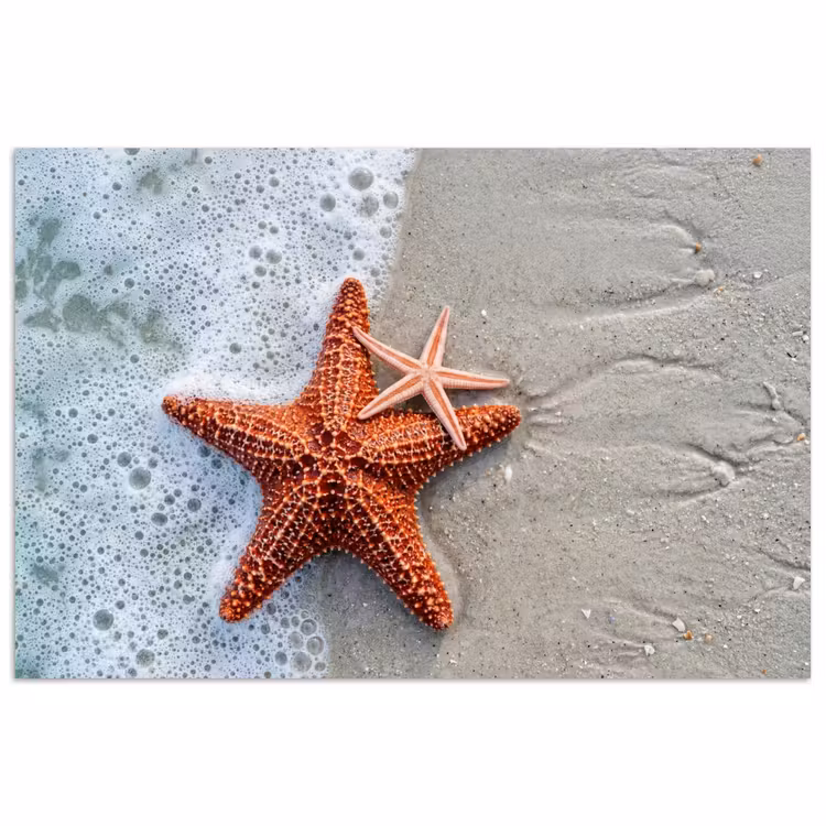 poster - Zeester - Strand - Zee — 1