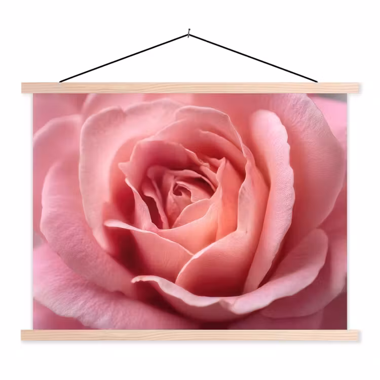 Schoolplaat - Roze - Roos - Romantisch — 1