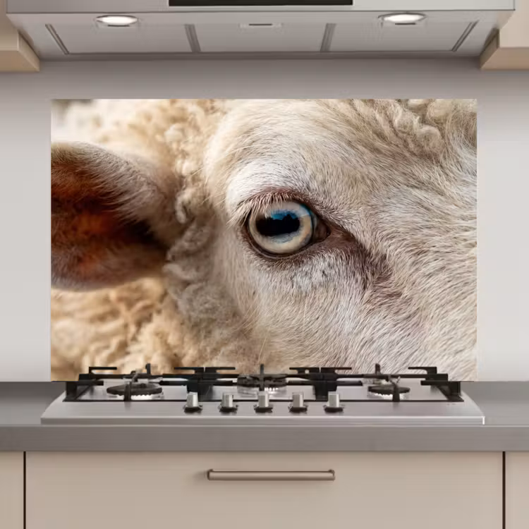 Spatscherm keuken - Schaap - Oog - Wit — 1