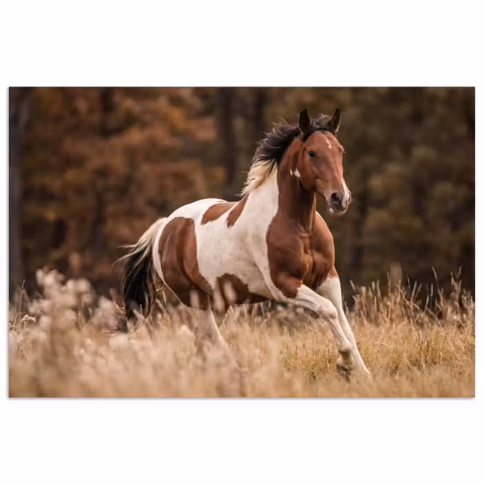 poster - Paard - Bruin - Gras